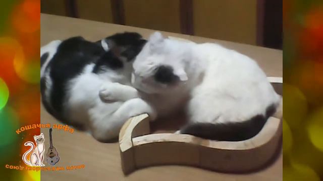 Кошачья арфа, котята играют, установка грифа