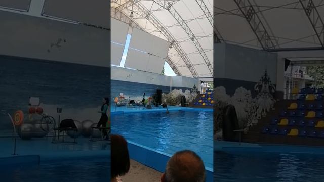 Дельфинарий Немо, Коблево, морские котики, часть 1 смотреть онлайн