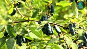 Жимолость Синий утёс