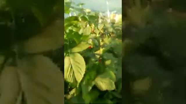 Питомник "Тургеньская ягода", ремонтантный сорт малины Маргарита. смотреть онлайн