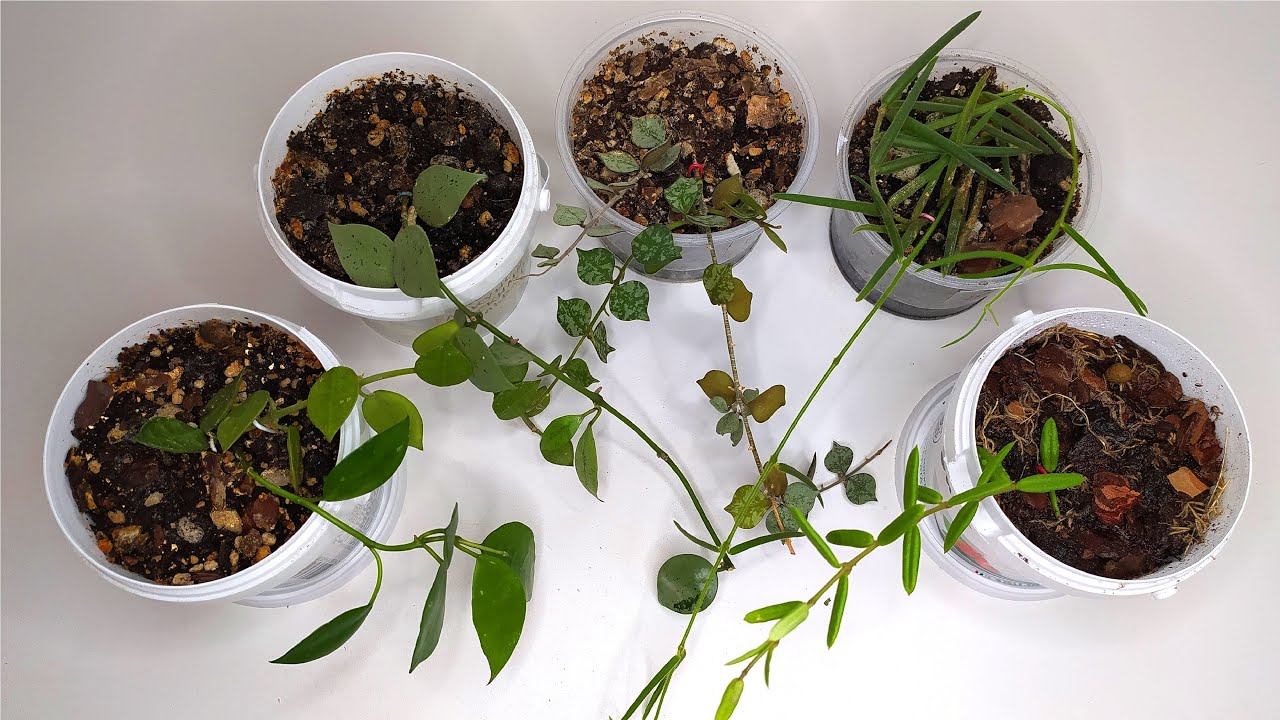 Хойя линеарис, лакуноза эскимо, лакуноза эскимо сильвер, куртисии, энглериана Размножение черенкова смотреть онлайн