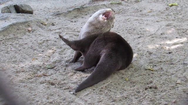 Азиатская бескоготная выдра ловит мошек 12.07.2019 смотреть онлайн