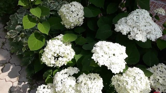 #гортензияАннабель / Самая популярная древовидная белоснежная гортензия Аннабель(лат.hydrangea) смотреть онлайн