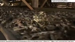 Сельский туризм в Красногорском районе Алтайского края - класс!