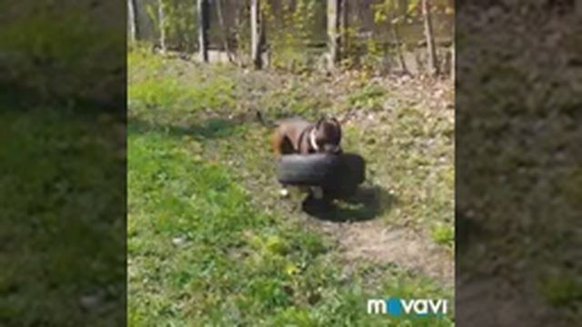 Дрессировка питбуля и стаффа. Пробуем воспитать смотреть онлайн