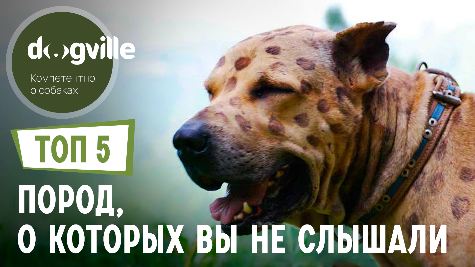 ТОП 5 Пород собак, о которых вы НЕ СЛЫШАЛИ смотреть онлайн