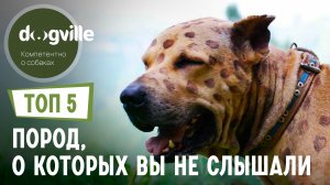 ТОП 5 Пород собак, о которых вы НЕ СЛЫШАЛИ