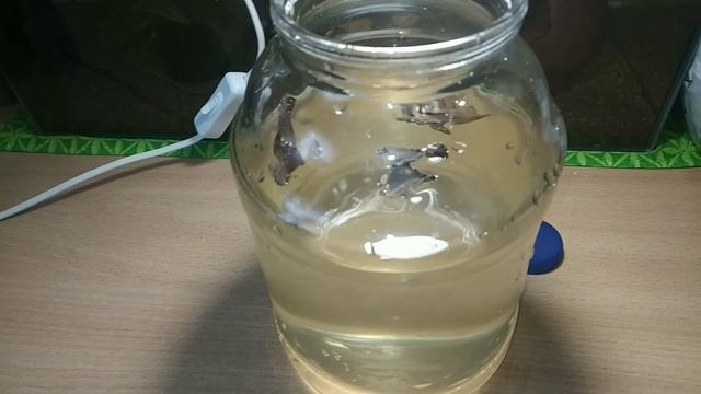 Как развести инфузорию? Инфузория за 1,5 минуты. смотреть онлайн