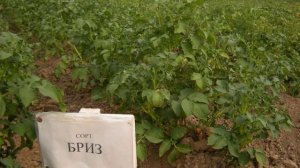 Картофель сорта Бриз
