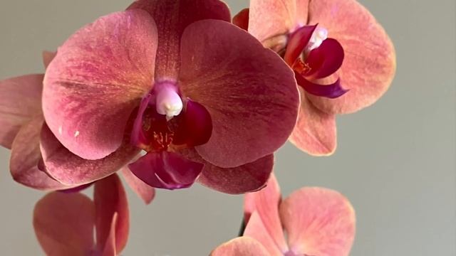 Новая орхидея Бомонд/Beaumont/Домашнее цветение орхидей/Амабилис без точки роста/Красная орхидея смотреть онлайн