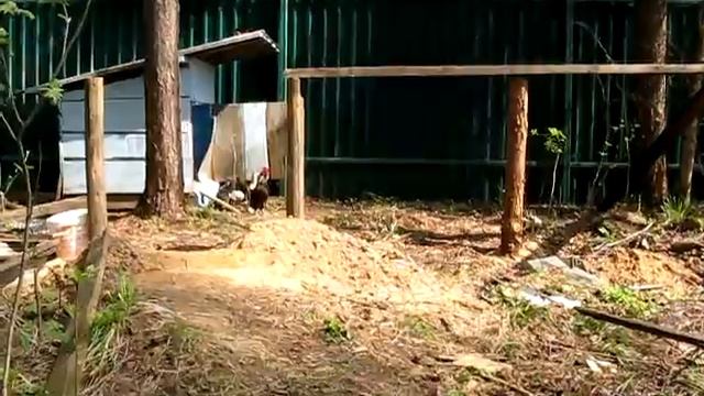 #160 (2018-05-05) обзор дня. Цветы, шишки на смородине, куры, петух и шиповник смотреть онлайн