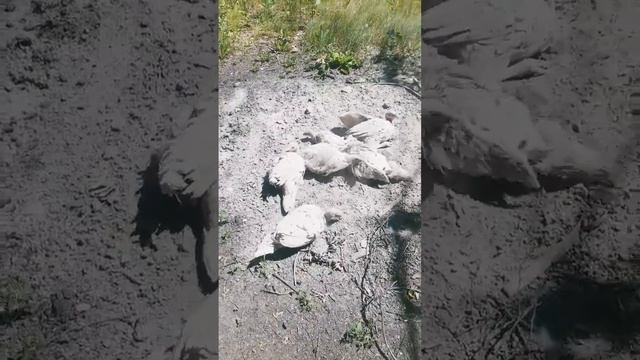 Индюшки первый раз увидели золу смотреть онлайн