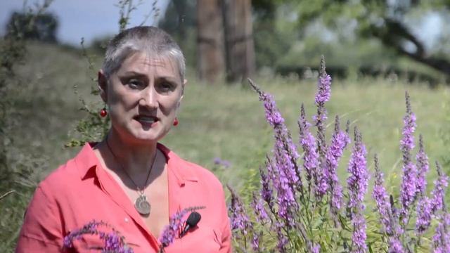 ДЕРБЕННИК-ПРОТИВОЯДИЕ от энцефалитных клещей смотреть онлайн