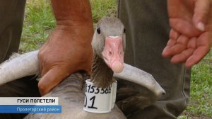 ГУСИ ПОЛЕТЕЛИ