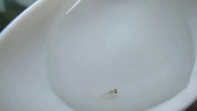 Суточный малек Оризиас Вовора Orizias woworae смотреть онлайн