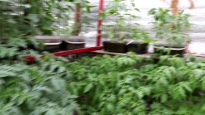 ПРАВИЛЬНАЯ РАССАДА ГОТОВА К ВЫСАДКЕ.