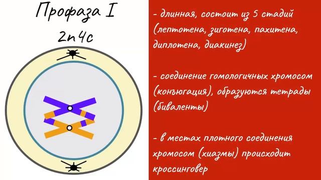 Мейоз - деление клетки | самое простое объяснение смотреть онлайн