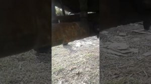 Установка рулевого цилиндра,дозатора вместо рулевой колонки мтз 82 мост старого образца.