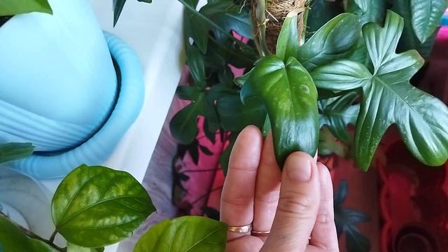 Обзор цветов на балконе. Часть  1