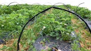 Агроволокно ИЛИ пленка?! ЧЕМ УКРЫТЬ КЛУБНИКУ?!