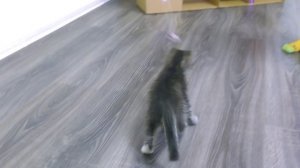 ДОМИК ДЛЯ КОШКИ из картона своими руками | Видео для детей | Tiki Taki Cook