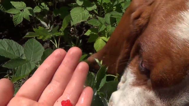 Basst hound COLUMBO like raspberry! смотреть онлайн