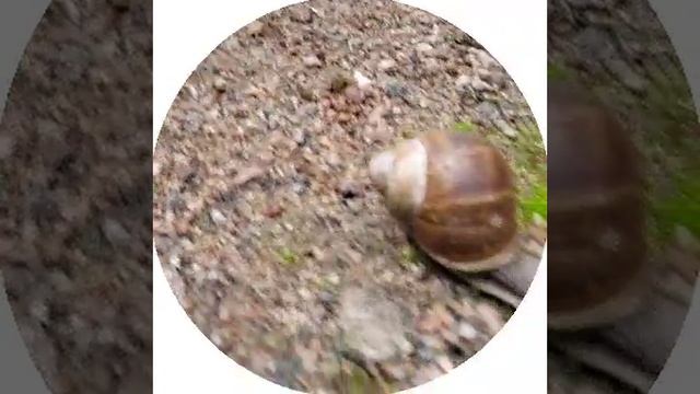 Улитка большая