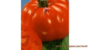Томат обыкновенный Добрыня Никитич ? обзор: как сажать, семена томата Добрыня Никитич