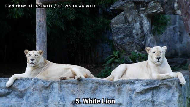 10 White Animals - White Rhinoceros, Polar Bear, Snowy Owl, Beluga Whale, White Peacock Fox смотреть онлайн