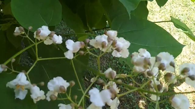 Катальпа в Сочи... смотреть онлайн