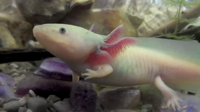 Аксолотль саламандра