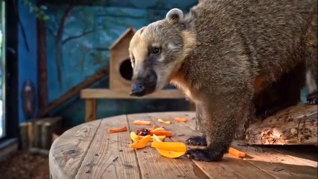 Московский Зоопарк - это последнее пристанище для Аркадага и Сердара! 🤣😅👍 смотреть онлайн