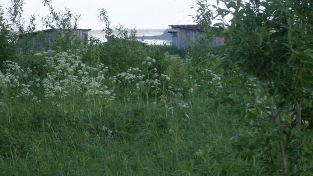 Черный ворон, друг мой залетный смотреть онлайн