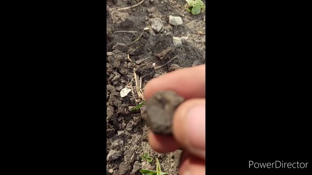 Нашли серебро по Брянской дороге. Коп с ACE400i. смотреть онлайн