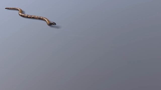 Animated Game Ready Calabar Python 3D Model смотреть онлайн