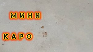 КАК ВЫГЛЯДИТ КОРОЕД. КАК ИЗБАВИТЬСЯ ОТ КОРОЕДА?