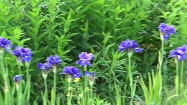 Посадка клубники часть 3 смотреть онлайн