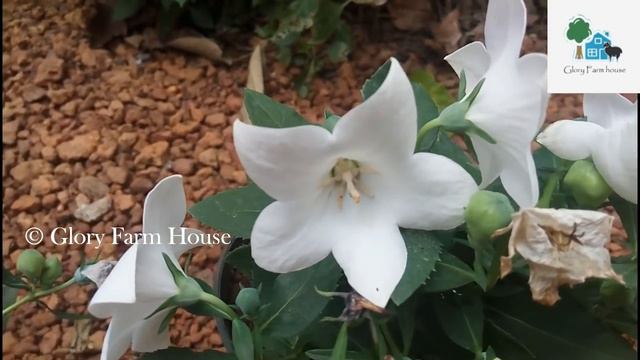 ബലൂൺ ചെടികളുടെ പ്രതേകത | Balloon Flower Plant Care in Malayalam | Glory Farm House смотреть онлайн