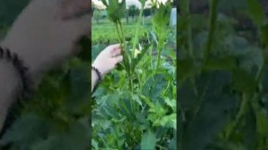 Георгины на срезку/корень/продажа