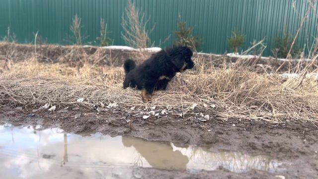 Щенки тибетский мастиф продажа 89111324532 доставка из СПб смотреть онлайн