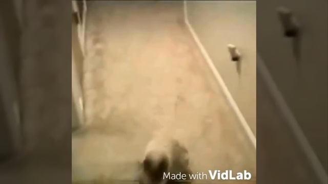 Смешные коты. Посмотрите до чего он додумался! Хитрый трюк. смотреть онлайн