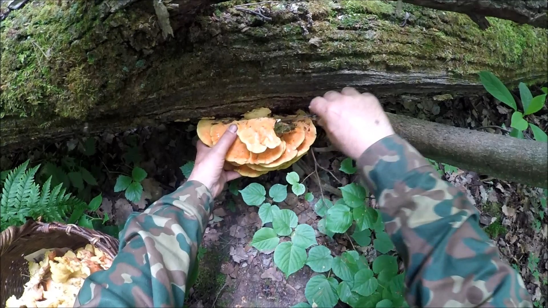 Трутовик серно-желтый (Будни охотника и рыбака) смотреть онлайн