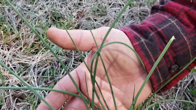 Foraging in Georgia for wild chives/onions #AOKlife смотреть онлайн