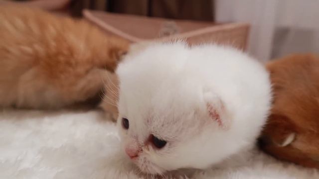 ? 17 Days After Birth | Adorable little kittens opened eyes and meows смотреть онлайн