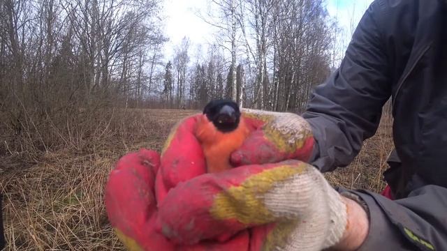 НАШЁЛ БРОШЕННЫЙ ВЕЗДЕХОД, СПУГНУЛ ЧЁРНОГО КОПАТЕЛЯ. смотреть онлайн