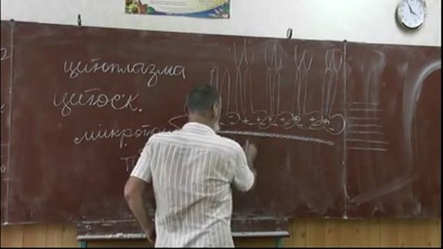 34 Структурная роль белков цитоплазма, органоиды, цитоскелет) смотреть онлайн