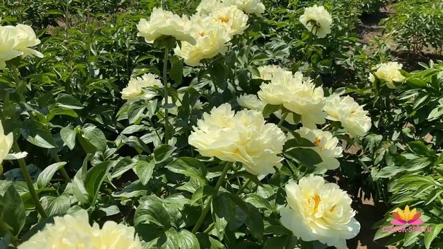 Ранний желтый пион LEMON CHIFFON / Сад Ворошиловой смотреть онлайн