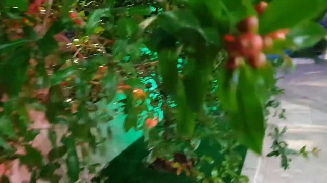 Мой маленький дворик своими руками . смотреть онлайн