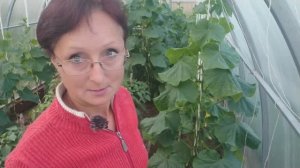 Видео привет с 6 соток 25 июня 2023 года из теплицы с огурцами.