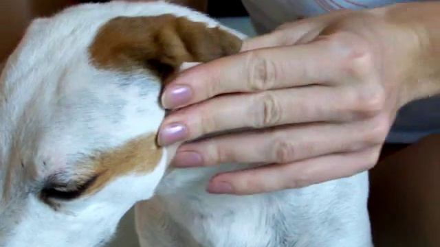 Lepení oušek смотреть онлайн